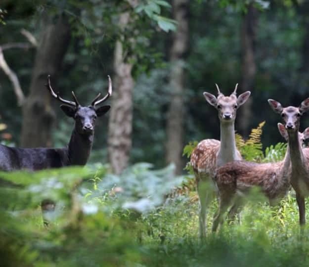 Epping Forest & Knighton Woods